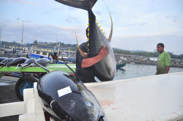 General Santos, Philippines - September 5, 2015: Tuna are being landed onto truck at the seaport — Stock Photo, Image