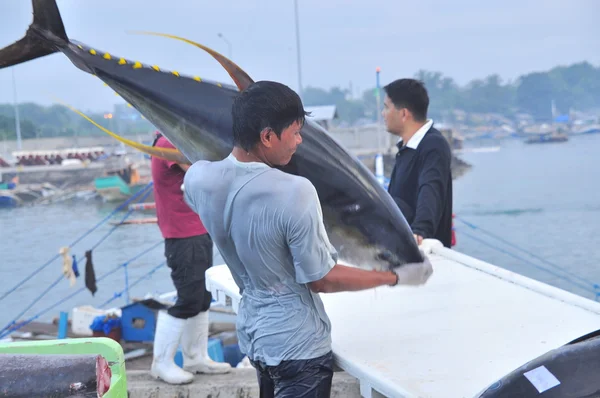 General Santos, Philippines - September 5, 2015: Tuna are being landed onto truck at the seaport — Stock Photo, Image