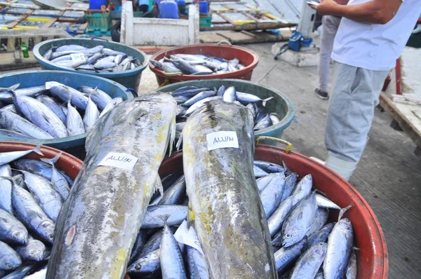 General Santos, Filipinas - 5 de septiembre de 2015: Se desembarca atún en el puerto para trasladarlo a la fábrica —  Fotos de Stock