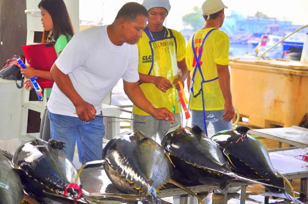 General Santos, Filipiny - 5 września 2015: Kupujących są kontroli jakości tuńczyka w porcie morskim — Zdjęcie stockowe
