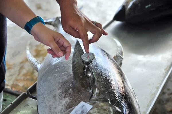 General Santos, Philippinen - 5. September 2015: Käufer überprüfen die Qualität von Thunfisch im Hafen — Stockfoto