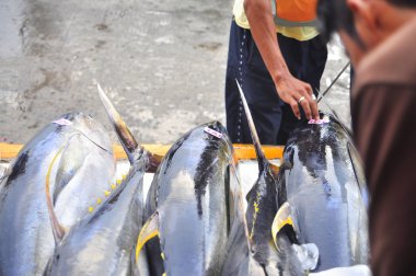 General Santos, Filipinler - 5 Eylül 2015: Alıcılar tuna seaport adlı kalitesini kontrol ediyor