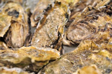 Hong Kong, Çin - 8 Eylül 2015: Lezzetli deniz ürünleri bol güzel deniz ürünleri ticaret fuarında Hong Kong görüntülenir