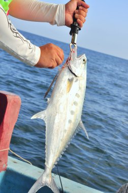 Queenfish eğlence Vietnam için kanca tarafından Balık tutma