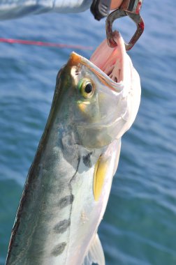 Queenfish eğlence Vietnam için kanca tarafından Balık tutma