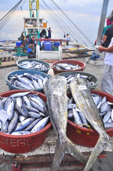 General Santos, Filipina - 5 September 2015: Tuna didaratkan di pelabuhan untuk dipindahkan ke pabrik — Stok Foto