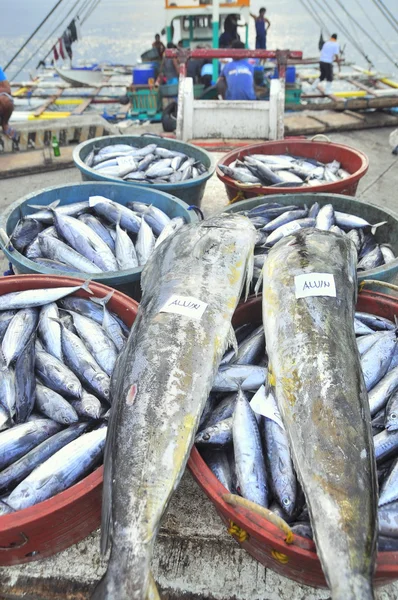 General Santos, Philippines - September 5, 2015: Tuna are being landed at the seaport to transfer to the factory — Stock Photo, Image