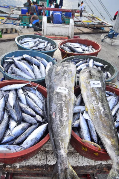 General Santos, Philippines - September 5, 2015: Tuna are being landed at the seaport to transfer to the factory — Stock Photo, Image