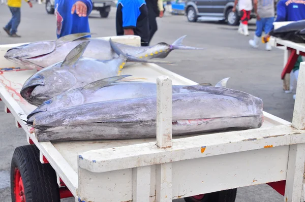 General Santos, Philippines - September 5, 2015: Tuna are being landed at the seaport — Stock Photo, Image