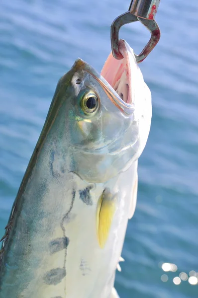 Fishing queenfish by hook for entartainment in Vietnam — Stock Photo, Image