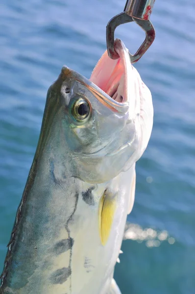 Fishing queenfish by hook for entartainment in Vietnam — Stock Photo, Image