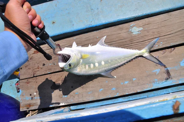 Pesca Queenfish da gancio per entartainment in Vietnam — Foto Stock