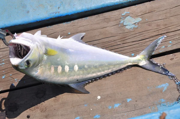 Fish caught by hook — Stock Photo, Image