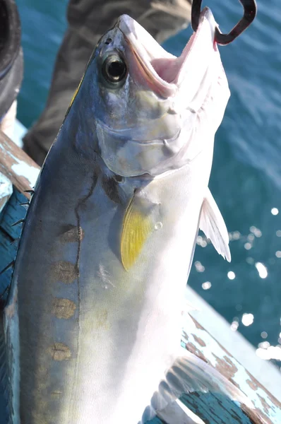 Fish caught by hook — Stock Photo, Image