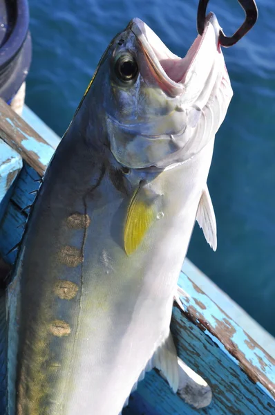 Fish caught by hook — Stock Photo, Image