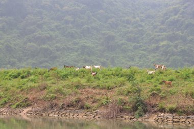 Vietnam'da bir tepe üzerinde keçi otlatma