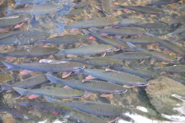 Vietnamca Tanrı balık içinde Tanrı akışı, Cam Luong Thanh Hoa ilindeki Yüzme