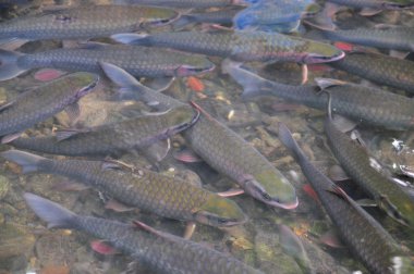 Vietnamca Tanrı balık içinde Tanrı akışı, Cam Luong Thanh Hoa ilindeki Yüzme