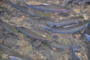 Thanh Hoa, Vietnam - 24 Ekim 2015: Vietnam Tanrı balık içinde Tanrı akışı, Cam Luong Thanh Hoa ili yüzüyor