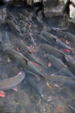 Thanh Hoa, Vietnam - 24 Ekim 2015: Vietnam Tanrı balık içinde Tanrı akışı, Cam Luong Thanh Hoa ili yüzüyor