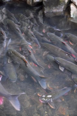 Thanh Hoa, Vietnam - 24 Ekim 2015: Vietnam Tanrı balık içinde Tanrı akışı, Cam Luong Thanh Hoa ili yüzüyor