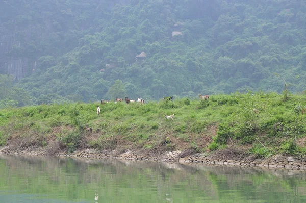 Cabras estão pastando em uma colina no Vietnã — Fotografia de Stock