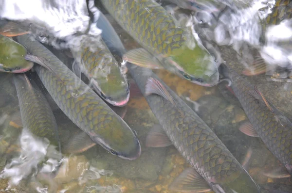 Les poissons vietnamiens Dieu nagent dans le ruisseau Dieu de Cam Luong dans la province de Thanh Hoa — Photo