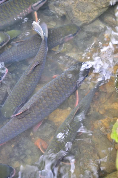 Les poissons vietnamiens Dieu nagent dans le ruisseau Dieu de Cam Luong dans la province de Thanh Hoa — Photo