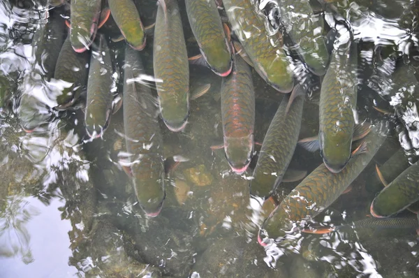 Les poissons vietnamiens Dieu nagent dans le ruisseau Dieu de Cam Luong dans la province de Thanh Hoa — Photo