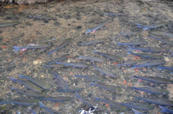 Les poissons vietnamiens Dieu nagent dans le ruisseau Dieu de Cam Luong dans la province de Thanh Hoa — Photo