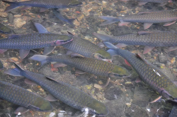 Thanh Hoa, Vietnam - 24 octobre 2015 : Des poissons vietnamiens Dieu nagent dans le ruisseau Dieu de Cam Luong dans la province de Thanh Hoa — Photo
