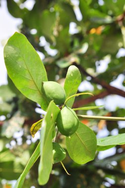Yeşil Terminalia catappa meyve ağacı üzerinde