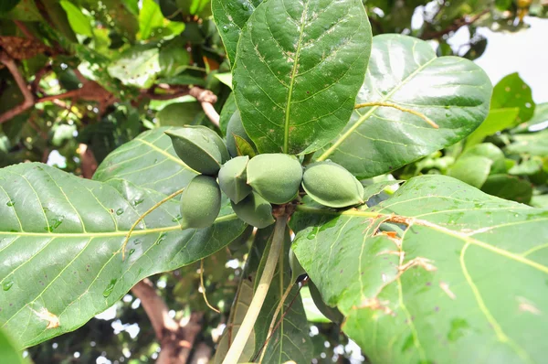 Hijau Terminalia buah catappa di pohon — Stok Foto