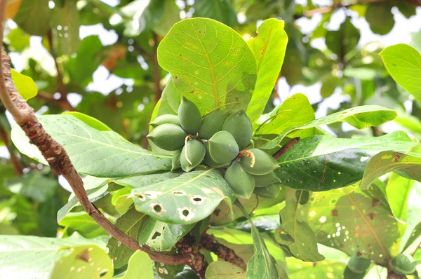 Terminalia verde catappa fruta en el árbol — Foto de Stock