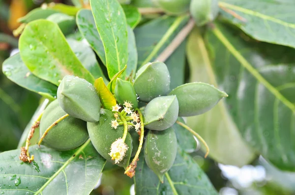 Terminalia verde catappa fruta en el árbol — Foto de Stock