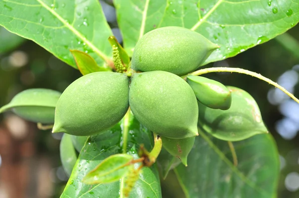 Fruta catappa da Terminália Verde na árvore — Fotografia de Stock