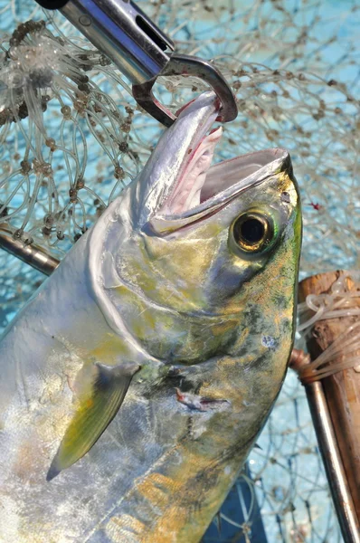 Queenfish no anzol e rede de pesca — Fotografia de Stock