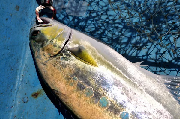 Queenfish nella rete da pesca amo anf — Foto Stock