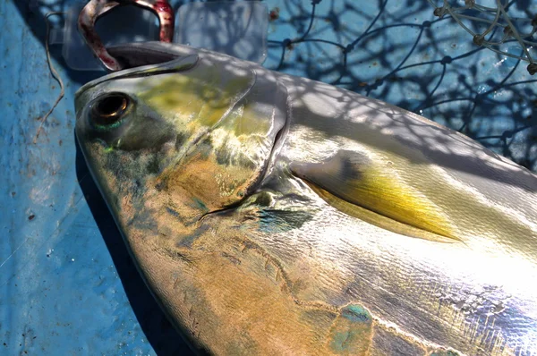 Queenfish nella rete da pesca amo anf — Foto Stock