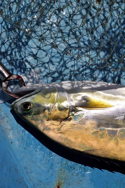 Queenfish in the hook anf fishing net — Stock Photo, Image