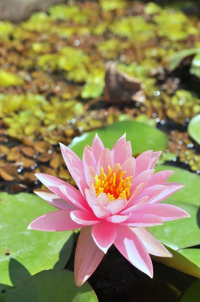 Lilia wodna kwiat w słońcu — Zdjęcie stockowe