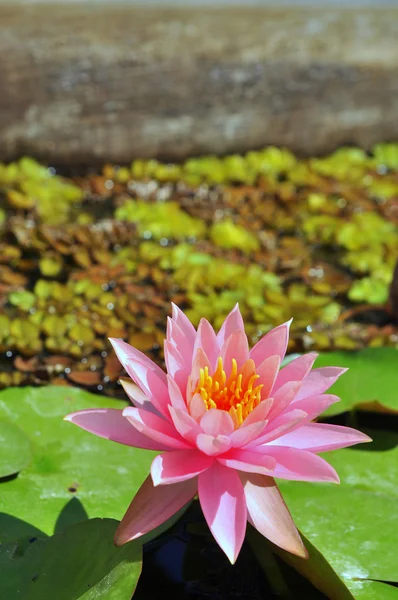 Flor Waterlily na luz do sol — Fotografia de Stock