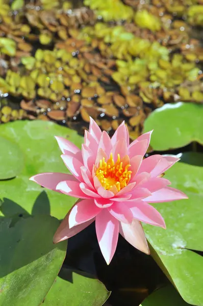 Flor de nenúfar al sol —  Fotos de Stock