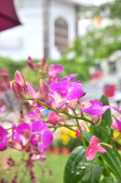 Flor de orquídea violeta en un parque —  Fotos de Stock