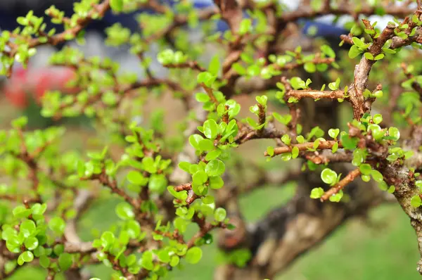 Hojas de bonsái verde en primavera —  Fotos de Stock