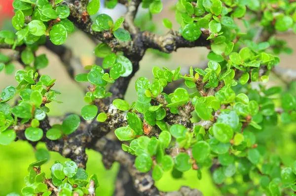 Зеленые листья бонсай весной — стоковое фото