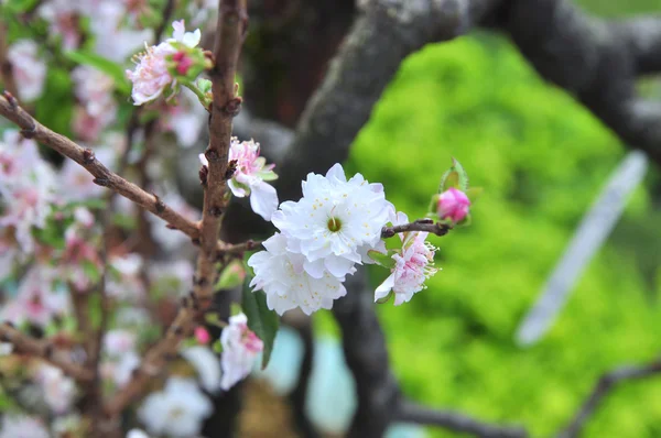 Vit aprikos blomma på våren — Stockfoto