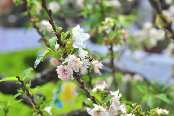 Vit aprikos blomma på våren — Stockfoto