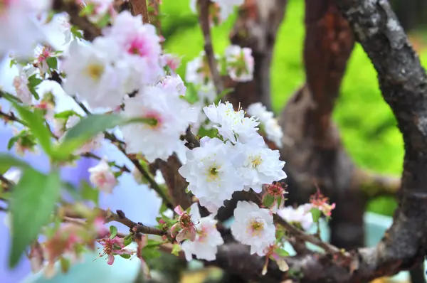 Weiße Aprikosenblüte im Frühling — Stockfoto