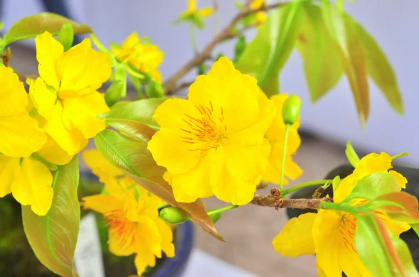 春に黄色のアンズの花 — ストック写真